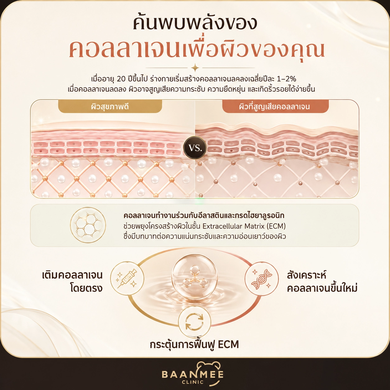 พลังของคอลลาเจนต่อผิว เมื่ออายุ 20 ปีขึ้นไป ร่างกายสร้างคอลลาเจนลดลงปีละ 1-2% เปรียบเทียบผิวสุขภาพดีกับผิวที่สูญเสียคอลลาเจน คอลลาเจนทำงานร่วมกับอีลาสตินและกรดไฮยาลูรอนิกในชั้น Extracellular Matrix